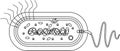 Coloring page with bacterial cell structure. Prokaryotic cell with nucleoid